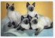Cats - Family Foursome. - J. Arthur Dixon - Cats