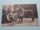 The LION ( London ZOOLOGICAL Gardens ) Anno 19?? ( See Photo ) ! - Lions