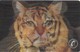 USA: Bayliss Creative Telecom. - TeleCard World '95 West -  Tiger/Cat Changing Front Pictures. Mint - Sonstige & Ohne Zuordnung