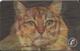 USA: Bayliss Creative Telecom. - TeleCard World '95 West -  Tiger/Cat Changing Front Pictures. Mint - Sonstige & Ohne Zuordnung