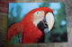 Ara, Macaw Parrot - Leipziger ZOO -  Old Postcard - Oiseaux