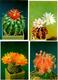 Delcampe - Cactusses. 24 Postcards In The Folder - Cactus