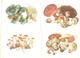 Mushrooms. Set Of The 16 Postcards In The Folder. - Paddestoelen