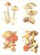 Delcampe - Mushrooms. Set Of The 16 Postcards In The Folder. - Pilze