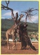 Tematica - Giraffe  - Zoosafari Di Fasano - Not Used - Giraffe