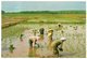 MALAYSIA - PADI FIELDS IN THE STATE OF JOHOR / RICE / RIZ - Malesia