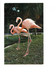 Cpsm - Floride  - FLAMINGOS - Flamand Parrot Jungle Florida Atraction Near Miami - Miami