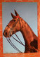 Cavallo Horse  Cartolina 1962 - Cavalli