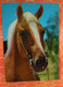 Cavallo Horse  Cartolina 1972 - Cavalli