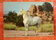 Cavallo Horse  Cartolina - Cavalli