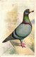 6 Cards  C1908 PUB Magazine Feathered World - NO Postcard -  RAces  Duiven Duif Pigeon Taube VERY GOOD - Oiseaux