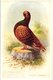 Delcampe - 6 Cards  C1908 PUB Magazine Feathered World - NO Postcard -  RAces  Duiven Duif Pigeon Taube VERY GOOD - Oiseaux