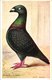 Delcampe - 6 Cards  C1908 PUB Magazine Feathered World - NO Postcard -  RAces  Duiven Duif Pigeon Taube VERY GOOD - Oiseaux