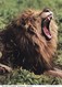 Postcard The Lions Of Longleat Wiltshire Close Uo Study Of Lion My Ref  B23195 - Lions