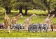 Postcard East African Picnic Game Park Longleat Wiltshire Giraffes And Zebras  My Ref  B23196 - Giraffes