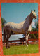Cavallo Horse Cartolina 1974 - Pferde
