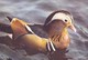 Postcard Mandarin Drake Duck Close Up Study  My Ref  B23218 - Birds