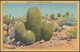 Barrel Cactus (Visnaga) On The Desert, Arizona, 1936 - Lollesgard Postcard - Other & Unclassified