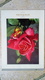 Delcampe - CALENDRIER ALLEMAND - 1959 BLUMEN KALENDAR - FARBFOTO - 30cmx20cm REICHENBACH - FLEURS Et Poésie ... - Grossformat : 1941-60