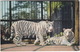 White TIGERS At The Bristol Zoo - The Only Pair Outside India - Tijgers