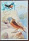 Albanie - Carte Maximum / CM 1972 - YT N°1314 - Faune / Oiseaux - Albania