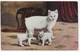 Manx Cat And Kittens - Cats