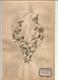 Herbier Véritable,fleurs Séchés,  11 Planches , Famille Des PAPILLONACEES , 1946 , 12 Scans, Frais Fr 4.25 E - Autres & Non Classés