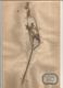 Delcampe - Herbier Véritable,fleurs Séchés,  11 Planches , Famille Des PAPILLONACEES , 1946 , 12 Scans, Frais Fr 4.25 E - Autres & Non Classés