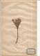 Herbier Véritable,fleurs Séchés, 2 Planches , Famille Des LILIACEES , 1946 , 3 Scans, Frais Fr 2.25 E - Autres & Non Classés