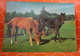 Cavallo Horse Cartolina 1975 3D Effetto Tridimensionale - Cavalli