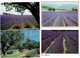 Lot 24 Cpm - Provence - Champ De Lavande -  Village Coupeuse Aiguines - Fleurs