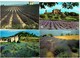 Delcampe - Lot 24 Cpm - Provence - Champ De Lavande -  Village Coupeuse Aiguines - Fleurs