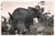 Publ. ZAGOURSKI 2e Série - L'Afrique Qui Disparait - Congo Belge - Eléphant - N° 185 - Congo Belge