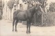 Rare Lot De 3 Cartes Photos Cheval Et Poulain Avec Vieille Dame Ferme De La Manche ? - Attelages