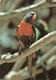 PAPAGALO-RAINBOW LORIKEET - Oiseaux