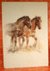 Cavalli Horses Ill. Saubert Cartolina - Paarden