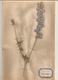 Herbier Véritable,fleurs Séchés, 6 Planches , Famille Des RENONCULACEES , 1946 , 7 Scans, Frais Fr 3.15 E - Autres & Non Classés