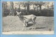 Chasse à Courre à La Forêt De Cerisy - Avant La Chasse - La Biche 2 Scans Envoyée De Balleroy - Autres & Non Classés