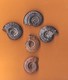 Ammonites Toarcien Domérien St Paul Des Fonts (Aveyron)  Lot De 5 - Fossilien