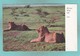 Old Post Card Of African Wild Life,Lion,Rhodesia,South Africa,J33. - South Africa