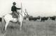 Carte Photo Camargue Gardian Chevaux Editeur Photo Clarion Aigues Mortes - Aigues-Mortes