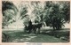 BOTANICAL GARDEN-SINGAPORE-1920 - Singapur