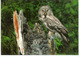 Timbre Chouette Harfang De Finlande, Sur Carte Postale Chouette Lapone Finlande, Adressée Andorra,avec Timbre à Date - Owls