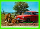 HEMMINGFORD, QUÉBEC - PARC SAFARI AFRICAIN - VOITURE AVEC PLAQUE DE L'ONTARIO EN 1971 - JOHN HINDE ORIGINAL No 2PPC 77 - - Autres & Non Classés