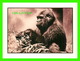 SINGES - GORILLA BY SCOTT LAPERRUQUE - ATHENA INTERNATIONAL - - Singes