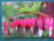 Argentina 2016 Postcard "flowers" To Nicaragua (inside Letter) - Argentine