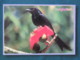 Bangladesh Postcard "bird" Unused - Bangladesh