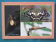 Philippines 1995 Postcard "butterfly Spider Dragonfly Insects" Unused - Coconut Tree - Philippines