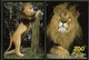 CARTE POSTALE ORIGINALE DE 1995 : LES LIONS DU ZOO DE JURQUES  CALVADOS (14) - Lions