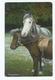 Horse And Pony Companions Used Posted 1908 Wildt And Kray No 1094 - Horses